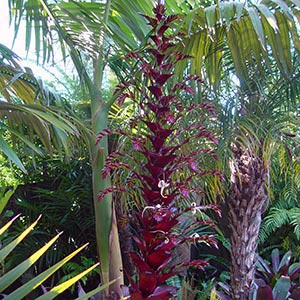 Bromeliad Imperialis