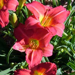 red rum daylily